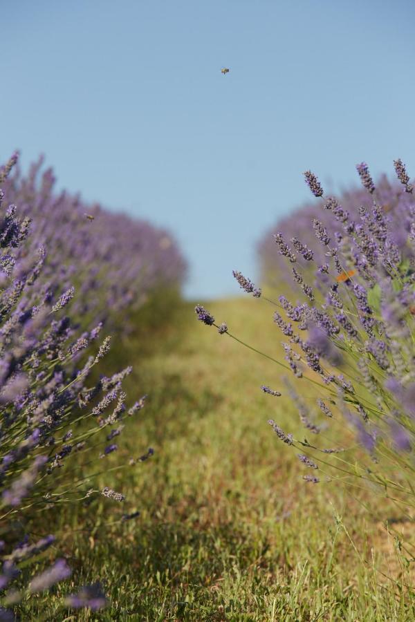 Grandono Agriturismo In Maremma スカンサーノ エクステリア 写真