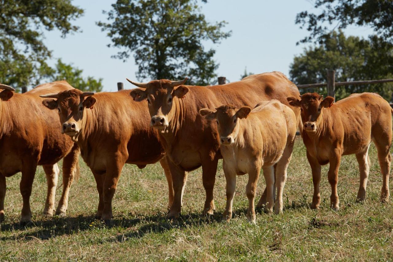 Grandono Agriturismo In Maremma スカンサーノ エクステリア 写真